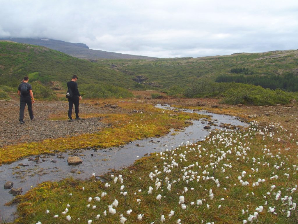 Field of fluffy iceland flora